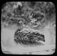 ANTIQUE Magic lantern slide HALF HOUR AT THE SEASIDE NO29 SEA MOUSE C1890 PHOTO