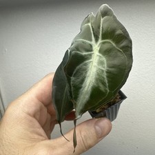 Alocasia Venom - Very rare