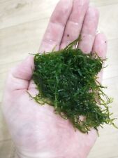 Weeping Moss Aquarium Plant - Fresh, Live Aquatic Plant - Ideal for Aquascaping