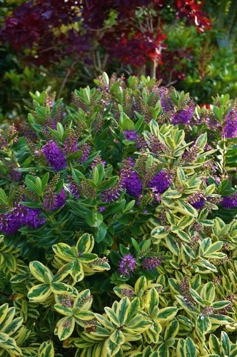 Large hebe variegata purple - hebe,