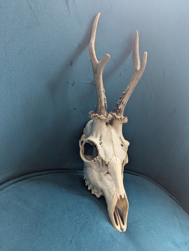 Skull roe deer - roe, antlers