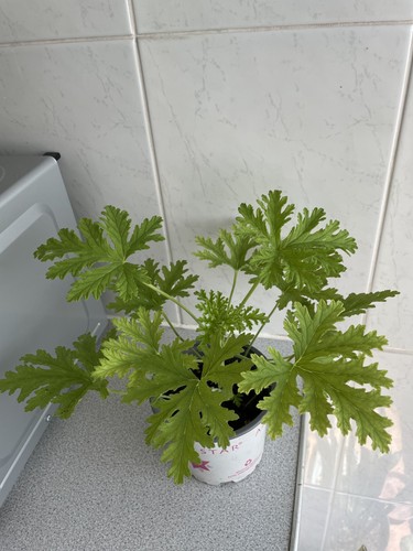 Lemon scented geranium - , plant