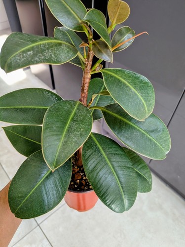 Ficus robusta well - ficus,