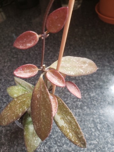 Hoya rosita silver - rosita,