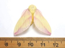 Rosy Maple Moth PAPERED 2