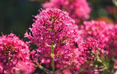 Centranthus ruber red valerian - red,