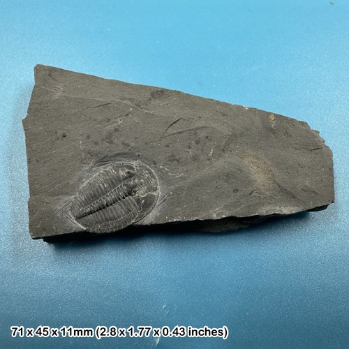 Elrathia kingi trilobite - elrathia,