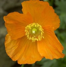 300+Welsh Poppy Seeds Yellow/Orange - Prolific Pollinating Flowers -  Perennial