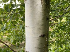Large Silver Birch Tree 5-6ft in 7.5L Pot Elegant White Bark By Direct Plants
