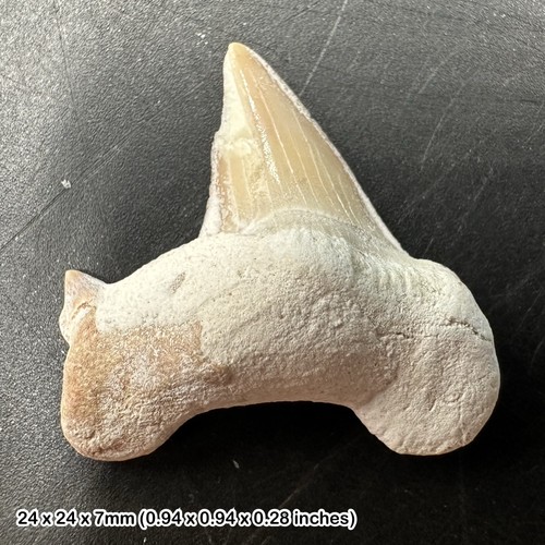 Otodus obliquus shark tooth - obliquus,