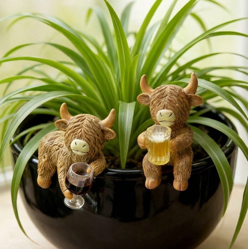 Brand new highland - highland, cow