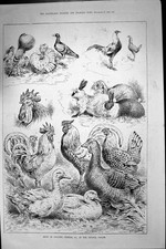 Original Old Antique Print