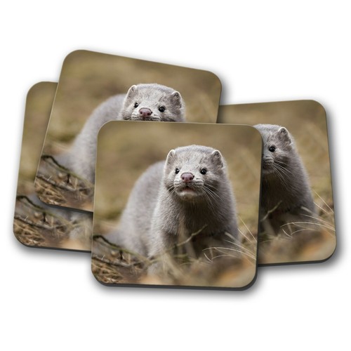 Set young mink baby cute - 4,