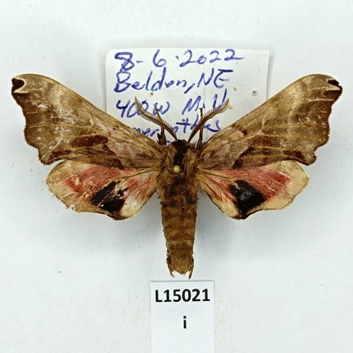 Sphingidae smerinthus - sphingidae,,