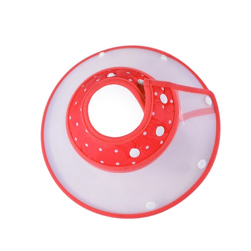 Dog neck collar after surgery - dog,