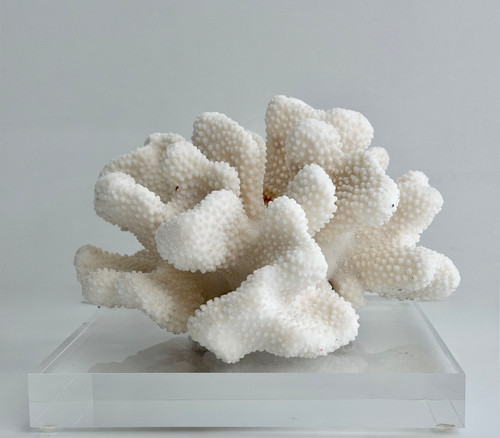 White cauliflower coral - cauliflower,