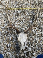 Somerset Fallow Deer Antler
