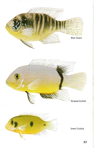 Vintage exotic fish print