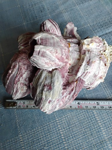 Giant purple acorn barnicles - giant,