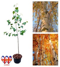 Silver Birch Tree (Betula