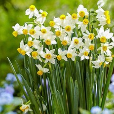 Narcissus canaliculatus - 10,
