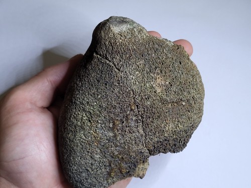 Large plesiosaur marine - large,