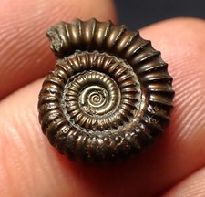 Crucilobiceras pyrite ammonite