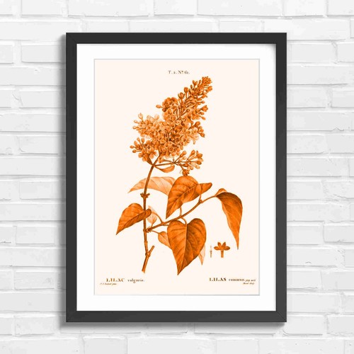 Botanical lilac flower - flower, study
