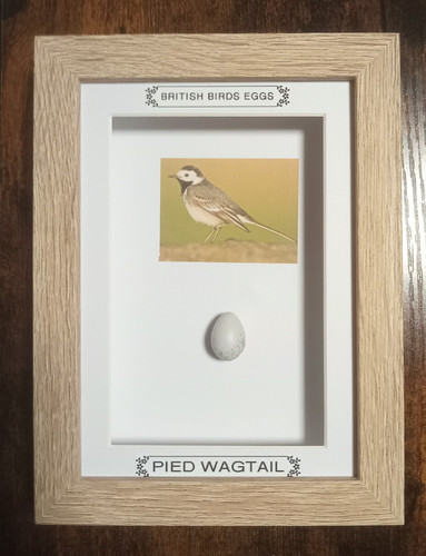 Framed british birds eggs - british,