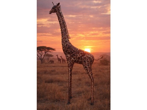 Metal giraffe garden statue - giraffe,