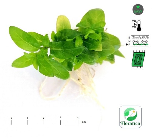 Live aquarium plant staurogyne - live,
