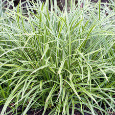 Carex Morowii 'Ice Dance' | Evergreen Ornamental Sedge Hardy Garden Grass Shrub