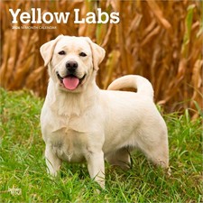Yellow Labrador Retrievers