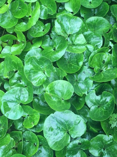 Set two asarum plants - asarum,