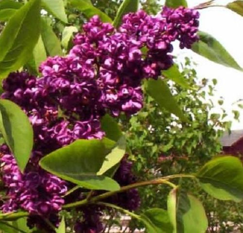 Dark purple lilac seeds - 25,