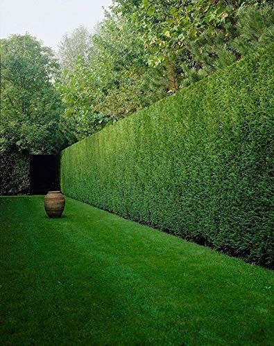 16x litre leylandii hedging - 16x,