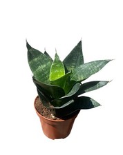 Sansevieria Trifasciata Hahnii