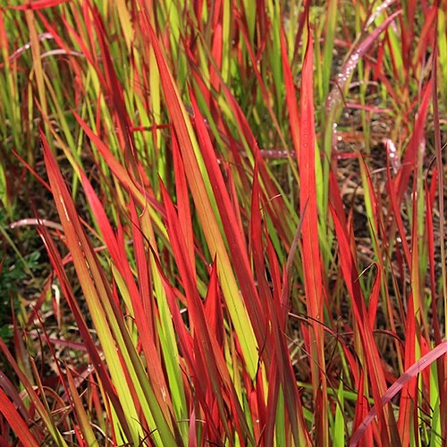 Imperata rubra red baron - rubra,
