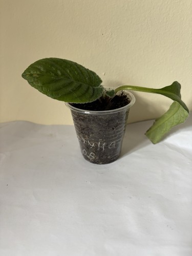Streptocarpus vat fortune - streptocarpus,