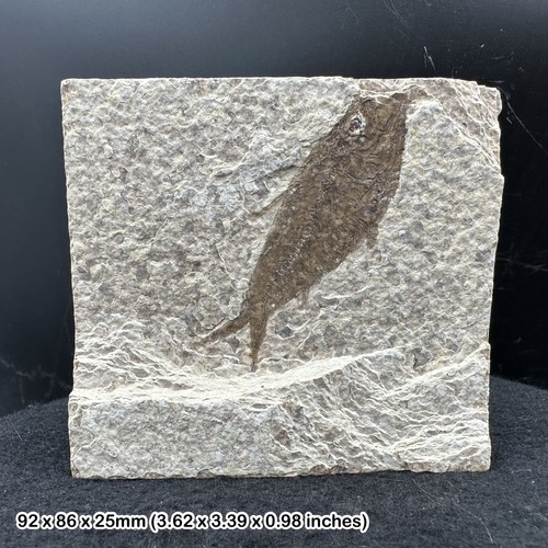 Knightia alta fish fossil - ,