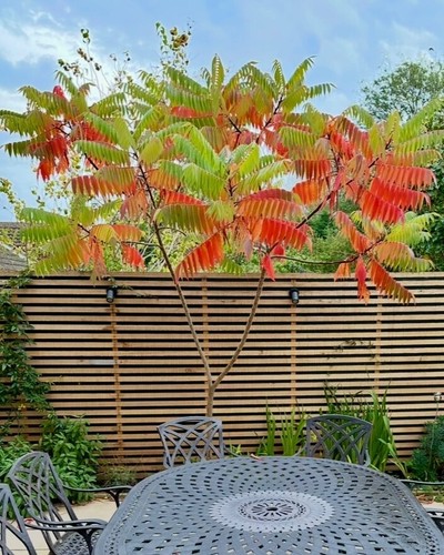 Staghorn sumach tree tiger - tree,