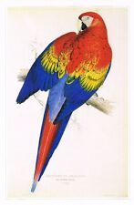 Scarlet Macaw Bird Print Picture Vintage Edward Lear Old 1990 CNHPBI#51