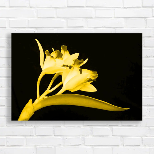 Cattleya flowers exquisite - flowers,