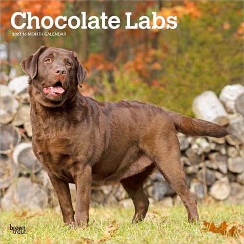 Chocolate labrador retrievers - chocolate,