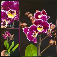 Phalaenopsis Burgundy- Yellow