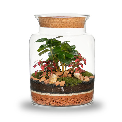 Diy terrarium kit - diy, plants