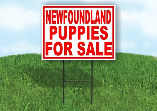 Newfoundland puppies for sale - newfoundland,