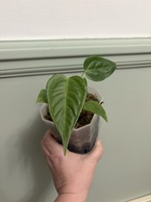 Anthurium Veitchii King Narrow Form Seedling Rare Tropical Aroid