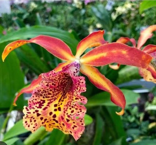 Renanthera frances fox - renanthera,