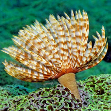 Feather Duster Coral Reef Worm